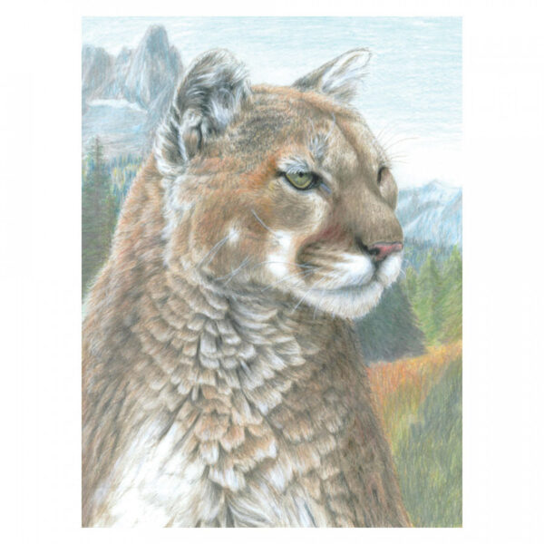Colour Pencils By Numbers - Cougar