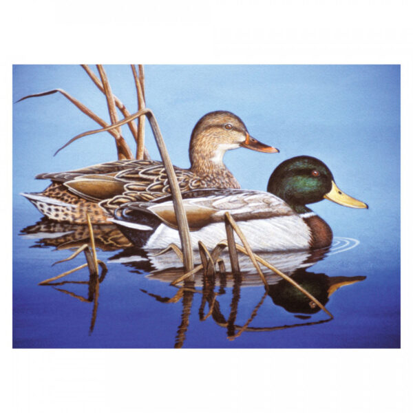 Adult Paint By Numbers Blue Water Mallards