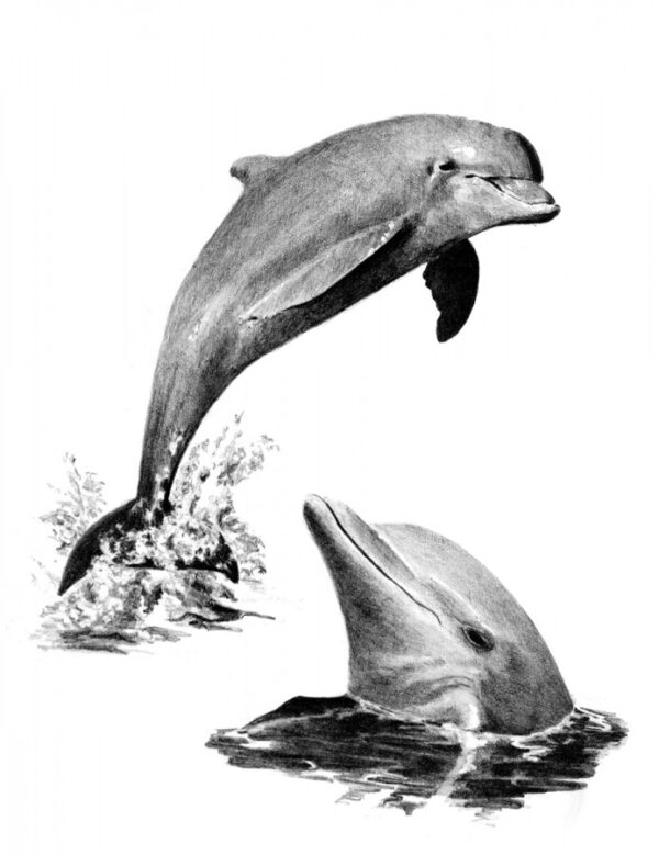 Sketching Made Easy Set - Dolphins