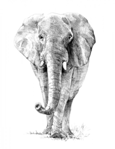 Sketching Made Easy Set - Elephant