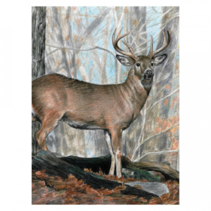 Colour Pencils By Numbers - Whitetail Buck