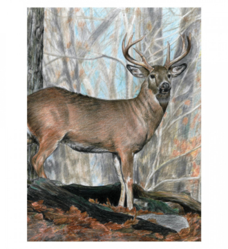 Colour Pencils By Numbers - Whitetail Buck