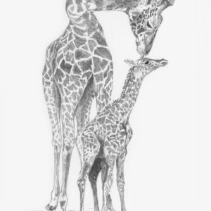 Sketching Made Easy Set - Giraffe & Baby