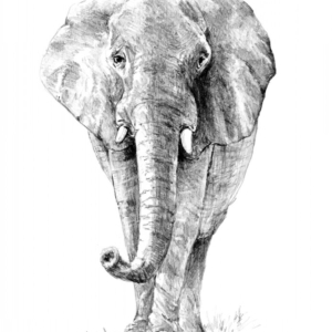 Sketching Made Easy Set - Elephant
